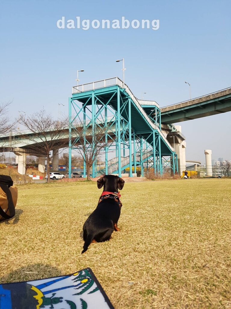 공원 피크닉을 나간 윤기가 좔좔 흐르게 된 참깨의 뒤태