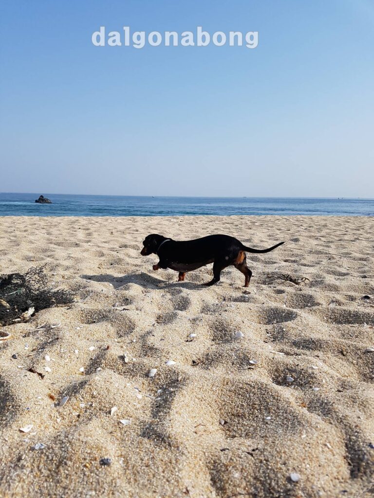 동해 차박캠핑을 함께 했던 강아지 참깨