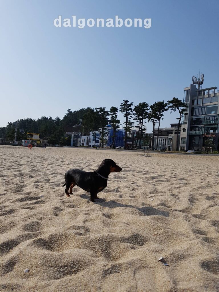 동해 차박캠핑을 함께 했던 강아지 참깨