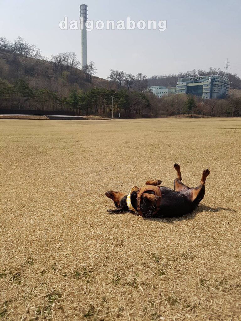 잔디밭 비빔댄스 맛을 알아버린 참깨