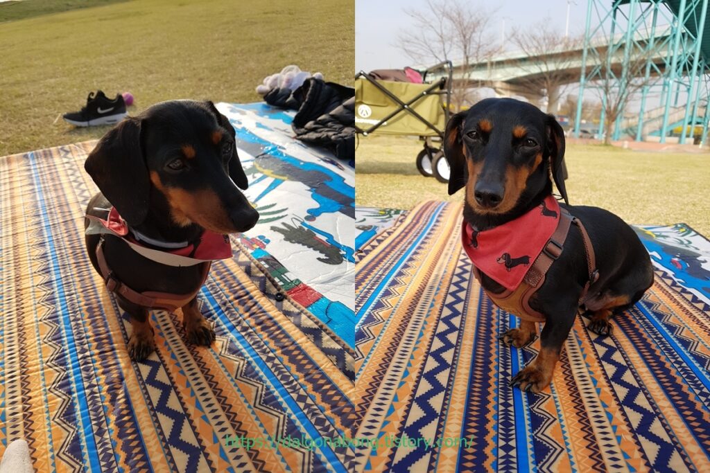 집이 가장 좋다는 참깨의 표정으로 말해요